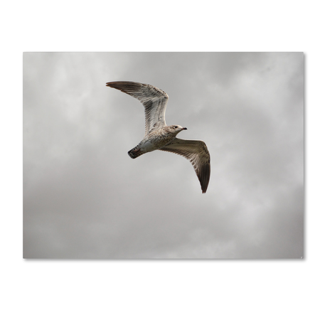 Jai Johnson 'Ring Billed Gull At Reelfoot' Canvas Art,24x32